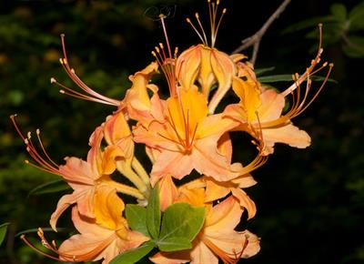 Flame azalea