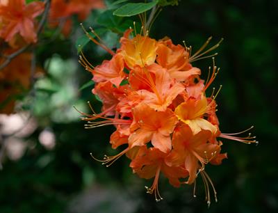 آزالیا شعله‌ای