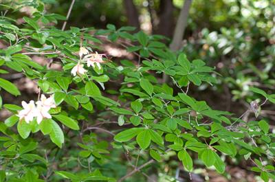 Rhododendron cumberl