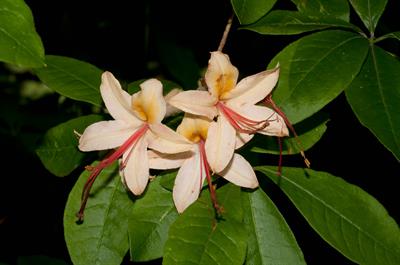 Rhododendron cumberl