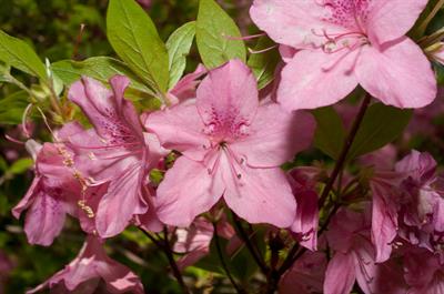 Rhododendron kaempfe