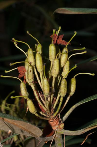 Rhododendron maximum