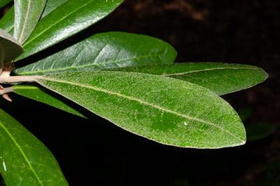 Rhododendron smirno