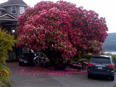 Rhododendron tree,Ca
