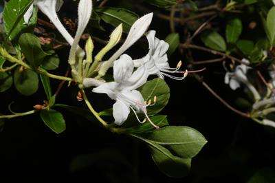 Rhododendron viscosu - آزالیا مردابی
