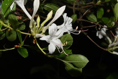 Rhododendron viscosu