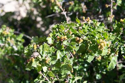 Rhus aromatica