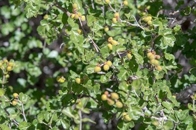 Rhus aromatica