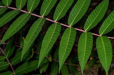 Smooth sumac