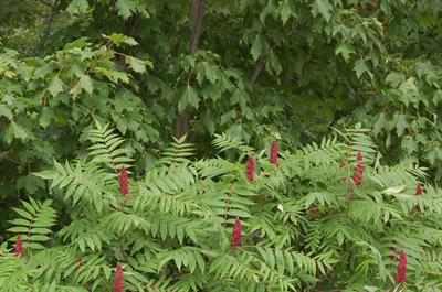 Rhus glabra