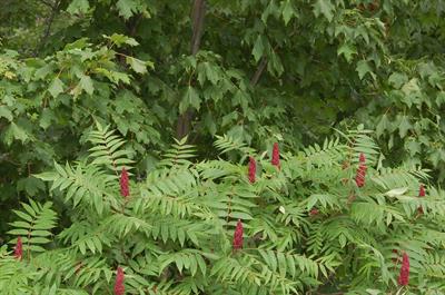 Smooth sumac