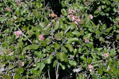 Rhus integrifolia