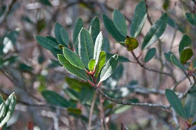 Rhus integrifolia