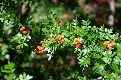 Rhus microphylla