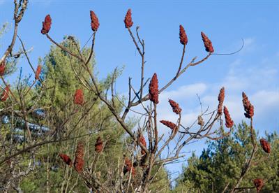 Rhus typhina