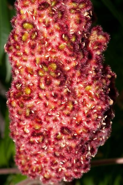 Staghorn sumac