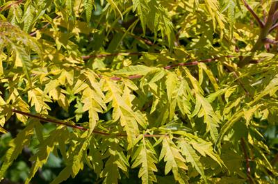 Rhus typhina