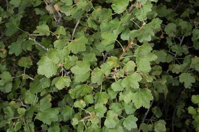 Ribes rubrum