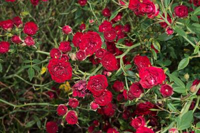 Rosa 