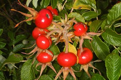 Rosa canina