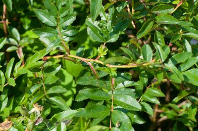 Rosa carolina