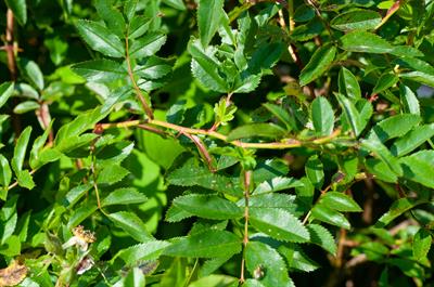 Rosa carolina