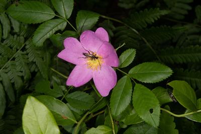 Rosa carolina - رز کارولینا