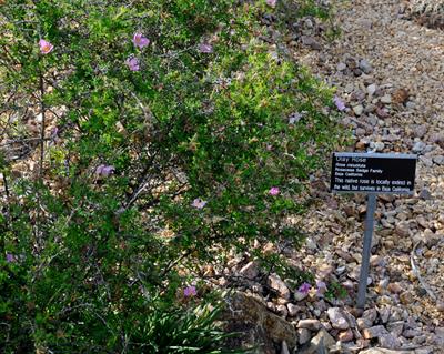 Rosa minutifolia