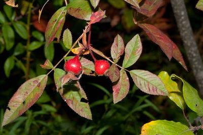 Swamp Rose