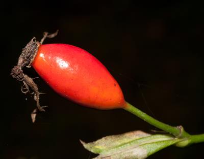 Rosa rubiginosa