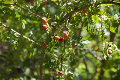 Rosa rubiginosa