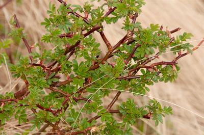 Rosa virginiana