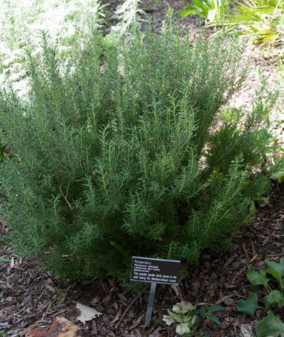 Rosemary