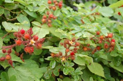 Rubus idaeus