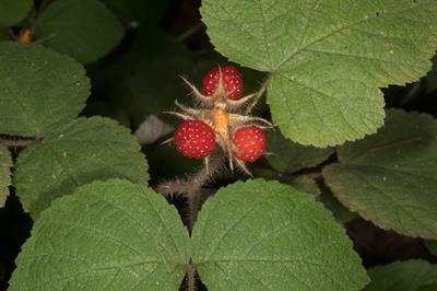 Rubus phoenicolasius