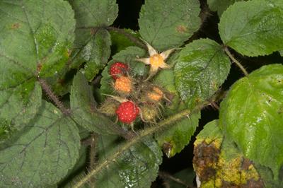 Rubus phoenicolasiu