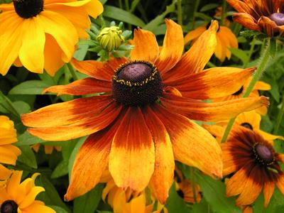Rudbeckia