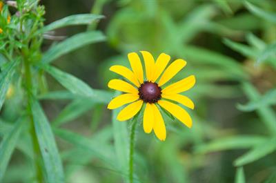 Rudbeckia hirta