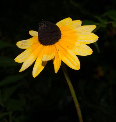 Rudbeckia hirta