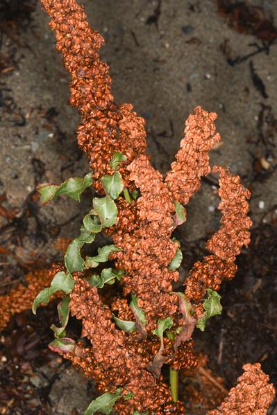 Rumex crispus