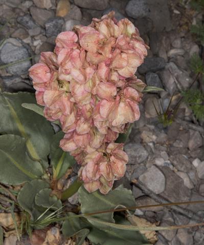 Rumex crispus