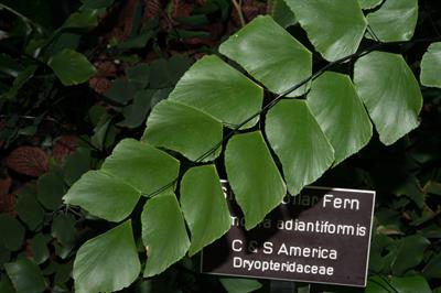 Rumohra adiantiformi