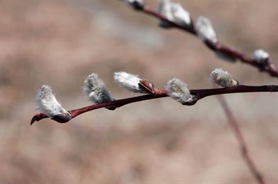 Salix discolor