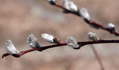 American willow