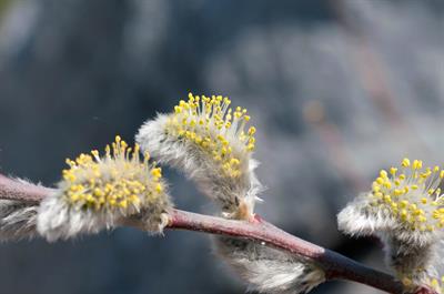 Salix discolor