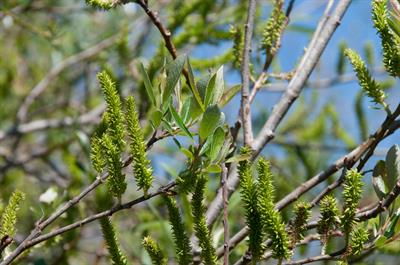 Salix lasiolepis