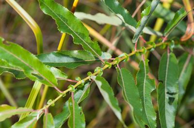 Salix nigra