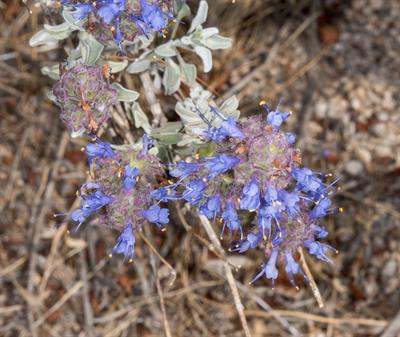 Salvia dorrii