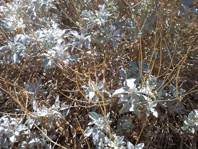 مریم‌گلی بیابانی