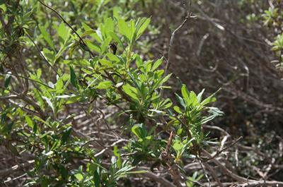 Salvia mellifera